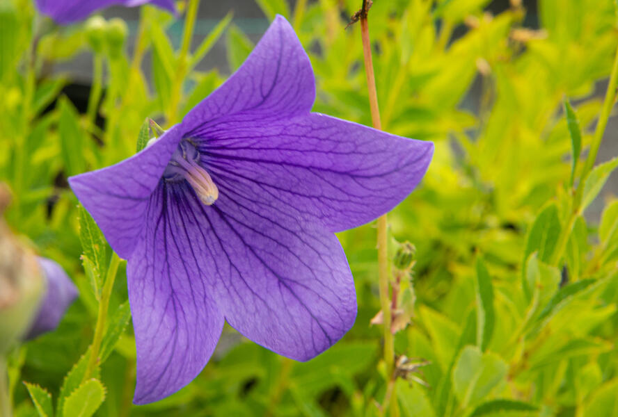 Zvonkovec velkokvětý, boubelka 'Fuji Blue' - Platycodon grandiflorus 'Fuji Blue'
