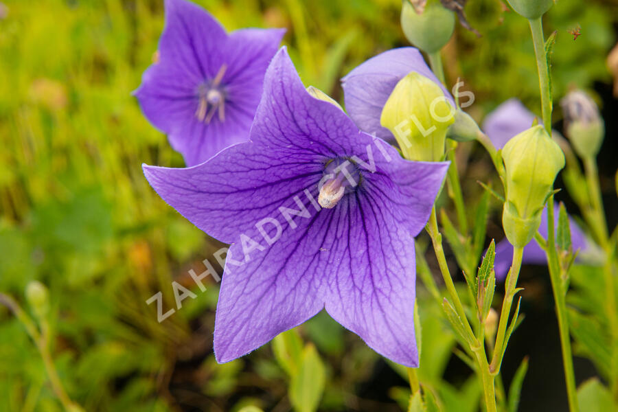 Zvonkovec velkokvětý, boubelka  'Fuji Blue' - Platycodon grandiflorus 'Fuji Blue'