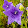 Zvonkovec velkokvětý, boubelka  'Fuji Blue' - Platycodon grandiflorus 'Fuji Blue'