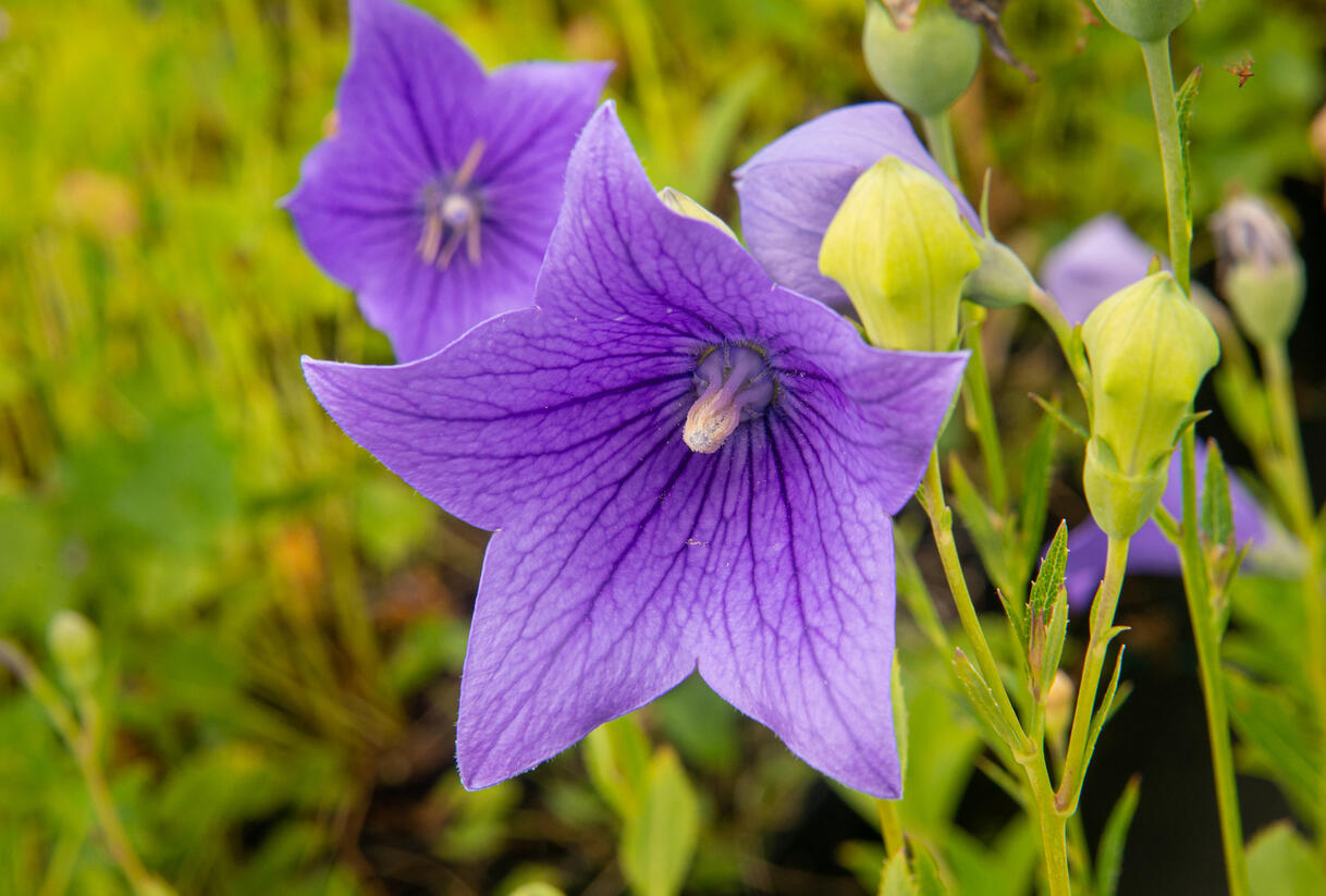 Zvonkovec velkokvětý, boubelka 'Fuji Blue' - Platycodon grandiflorus 'Fuji Blue'