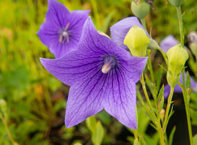 Zvonkovec velkokvětý, boubelka 'Fuji Blue' - Platycodon grandiflorus 'Fuji Blue'