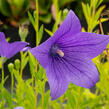 Zvonkovec velkokvětý, boubelka  'Fuji Blue' - Platycodon grandiflorus 'Fuji Blue'