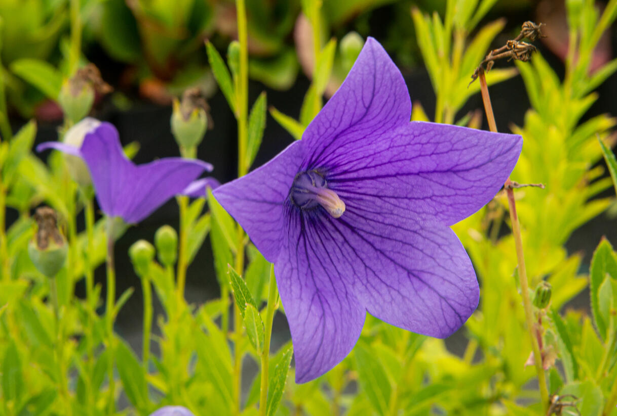 Zvonkovec velkokvětý, boubelka 'Fuji Blue' - Platycodon grandiflorus 'Fuji Blue'