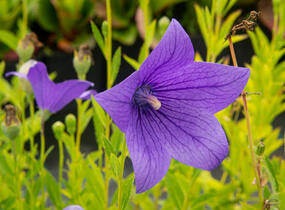 Zvonkovec velkokvětý, boubelka 'Fuji Blue' - Platycodon grandiflorus 'Fuji Blue'