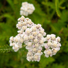Řebříček obecný 'White Beauty' - Achillea millefolium 'White Beauty'
