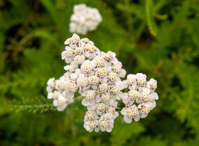 Řebříček obecný 'White Beauty' - Achillea millefolium 'White Beauty'
