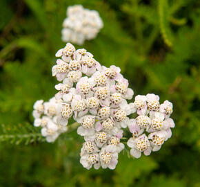 Řebříček obecný 'White Beauty' - Achillea millefolium 'White Beauty'