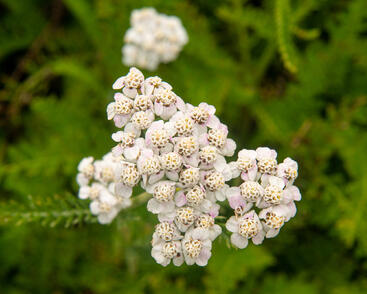 Řebříček obecný 'White Beauty'