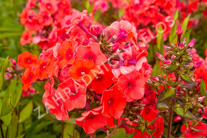 Plamenka latnatá 'Adessa Orange' - Phlox paniculata 'Adessa Orange'