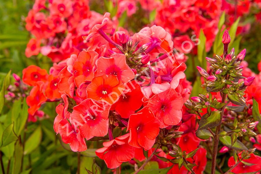 Plamenka latnatá 'Adessa Orange' - Phlox paniculata 'Adessa Orange'