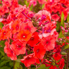 Plamenka latnatá 'Adessa Orange' - Phlox paniculata 'Adessa Orange'