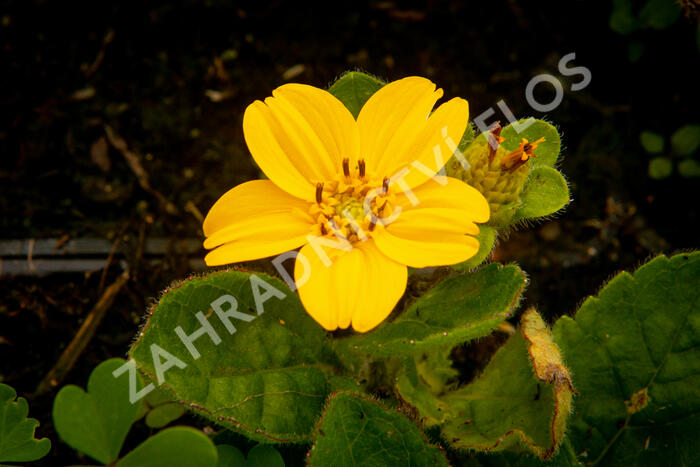 Ostálka viržinská 'Andre Viette' - Chrysogonum virginianum 'Andre Viette'