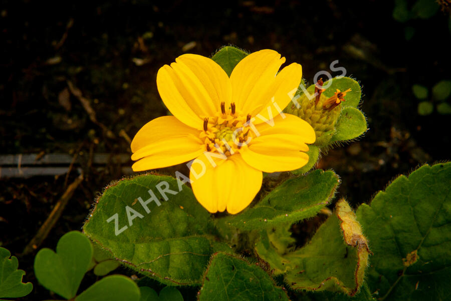 Ostálka viržinská 'Andre Viette' - Chrysogonum virginianum 'Andre Viette'