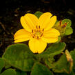 Ostálka viržinská 'Andre Viette' - Chrysogonum virginianum 'Andre Viette'