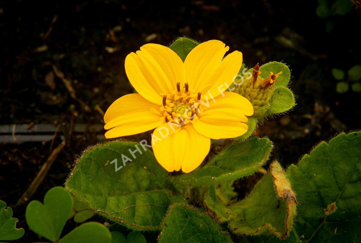 Ostálka viržinská 'Andre Viette' - Chrysogonum virginianum 'Andre Viette'
