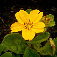 Ostálka viržinská 'Andre Viette' - Chrysogonum virginianum 'Andre Viette'