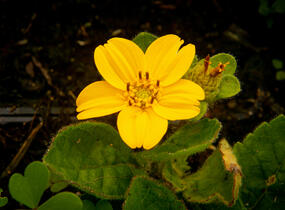 Ostálka viržinská 'Andre Viette' - Chrysogonum virginianum 'Andre Viette'