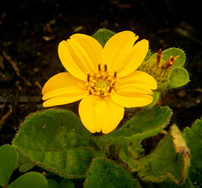 Ostálka viržinská 'Andre Viette' - Chrysogonum virginianum 'Andre Viette'