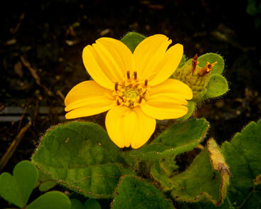 Ostálka viržinská 'Andre Viette'