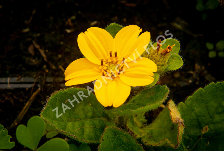 Ostálka viržinská 'Andre Viette' - Chrysogonum virginianum 'Andre Viette'