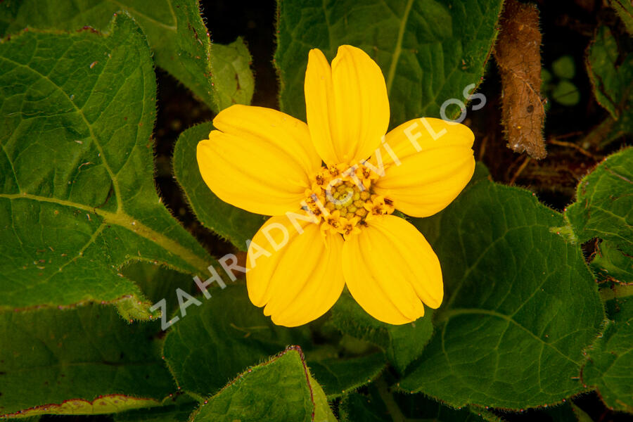 Ostálka viržinská 'Andre Viette' - Chrysogonum virginianum 'Andre Viette'