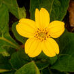 Ostálka viržinská 'Andre Viette' - Chrysogonum virginianum 'Andre Viette'