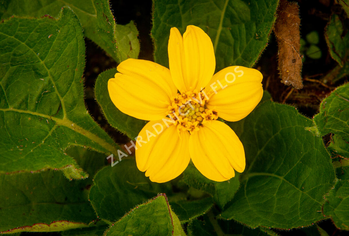 Ostálka viržinská 'Andre Viette' - Chrysogonum virginianum 'Andre Viette'