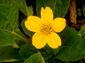 Ostálka viržinská 'Andre Viette' - Chrysogonum virginianum 'Andre Viette'