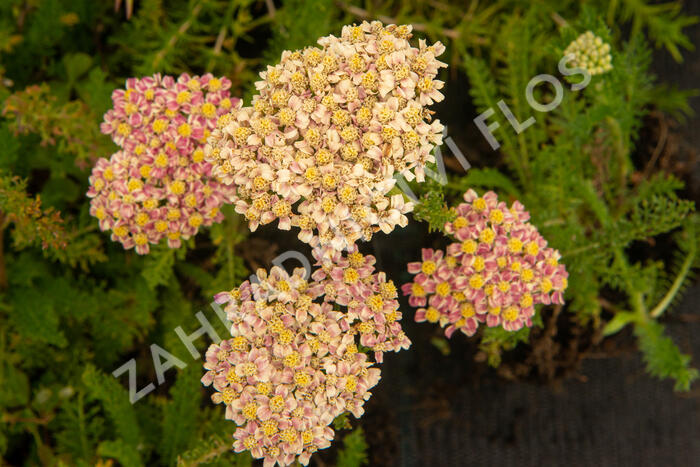 Řebříček obecný 'Compact mix' - Achillea millefolium 'Compact mix'