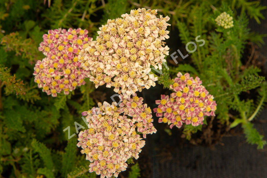 Řebříček obecný 'Compact mix' - Achillea millefolium 'Compact mix'