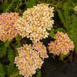 Řebříček obecný 'Compact mix' - Achillea millefolium 'Compact mix'