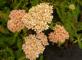 Řebříček obecný 'Compact mix' - Achillea millefolium 'Compact mix'