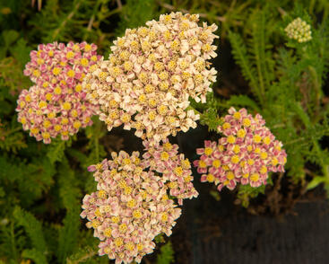 Řebříček obecný 'Compact mix'