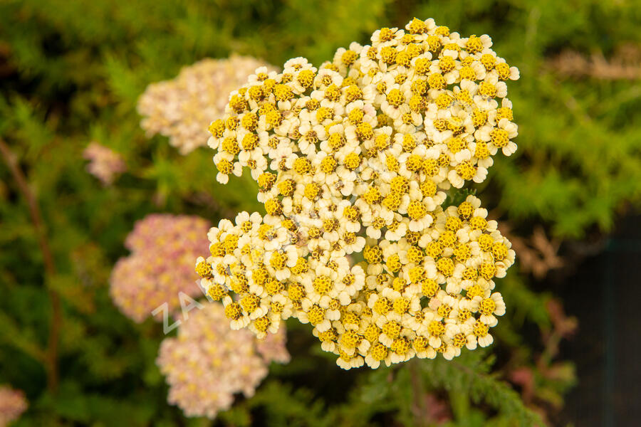 Řebříček obecný 'Compact mix' - Achillea millefolium 'Compact mix'