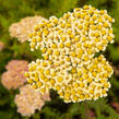 Řebříček obecný 'Compact mix' - Achillea millefolium 'Compact mix'