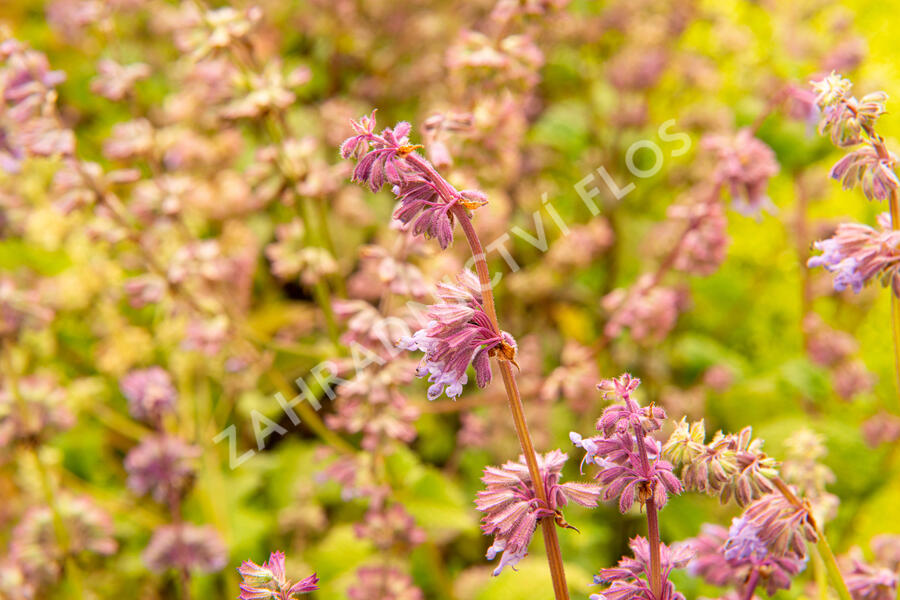 Šalvěj přeslenitá - Salvia verticillata