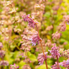 Šalvěj přeslenitá - Salvia verticillata