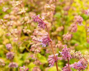 Šalvěj přeslenitá