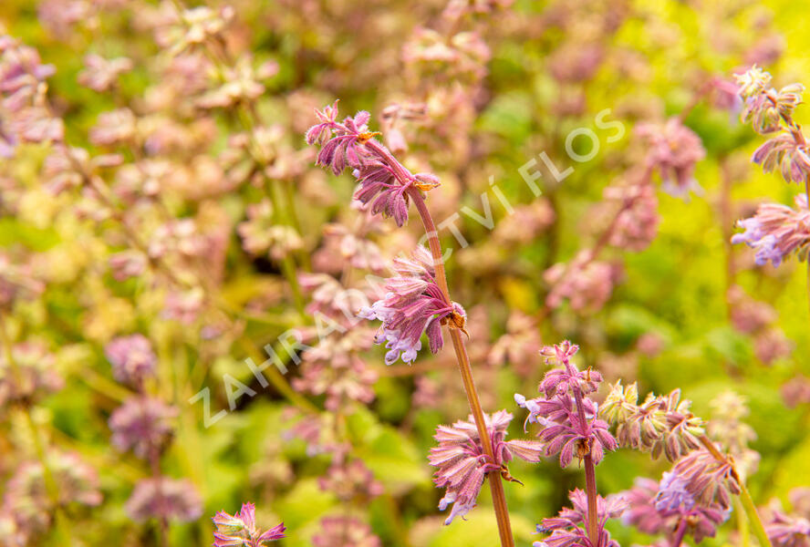 Šalvěj přeslenitá - Salvia verticillata