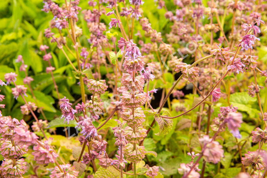 Šalvěj přeslenitá - Salvia verticillata