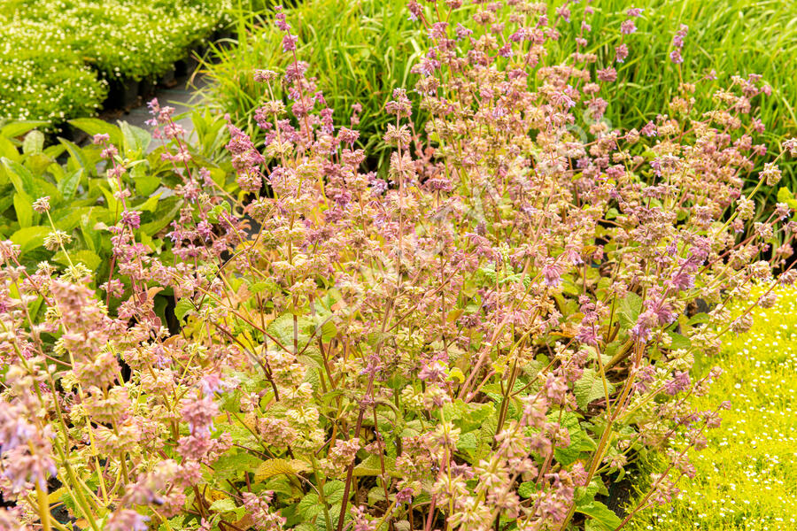 Šalvěj přeslenitá - Salvia verticillata