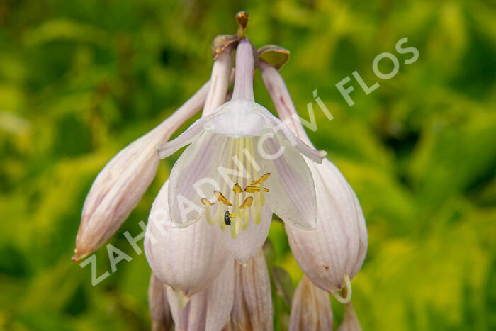 Bohyška 'Summer Breeze' - Hosta 'Summer Breeze'