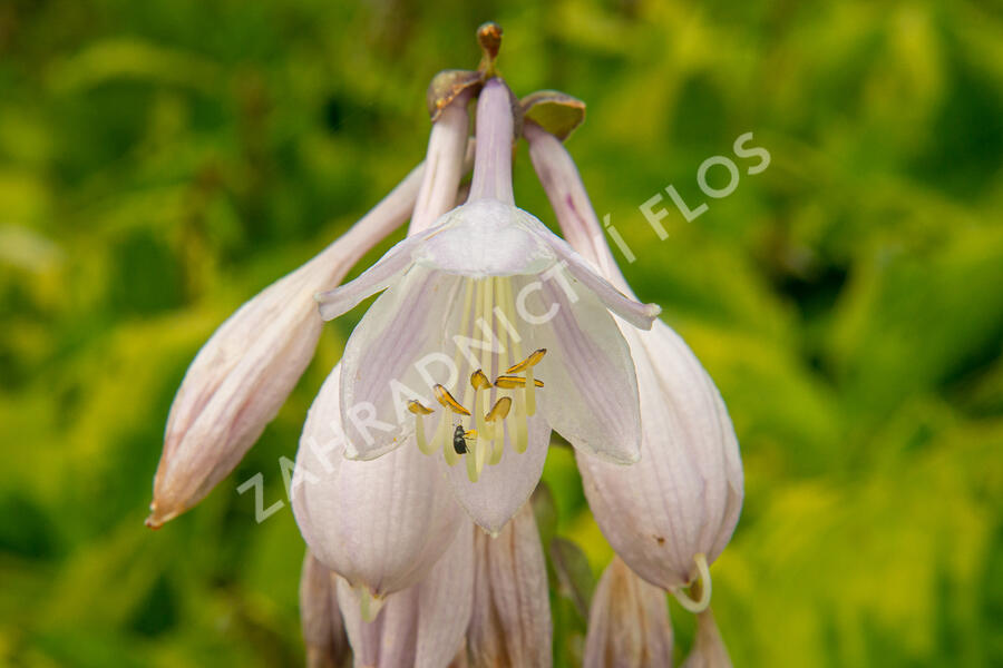 Bohyška 'Summer Breeze' - Hosta 'Summer Breeze'