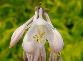 Bohyška 'Summer Breeze' - Hosta 'Summer Breeze'