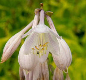 Bohyška 'Summer Breeze' - Hosta 'Summer Breeze'