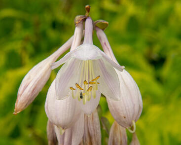 Bohyška 'Summer Breeze'