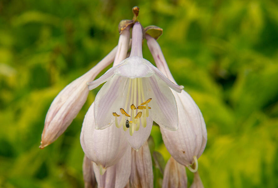 Bohyška 'Summer Breeze' - Hosta 'Summer Breeze'