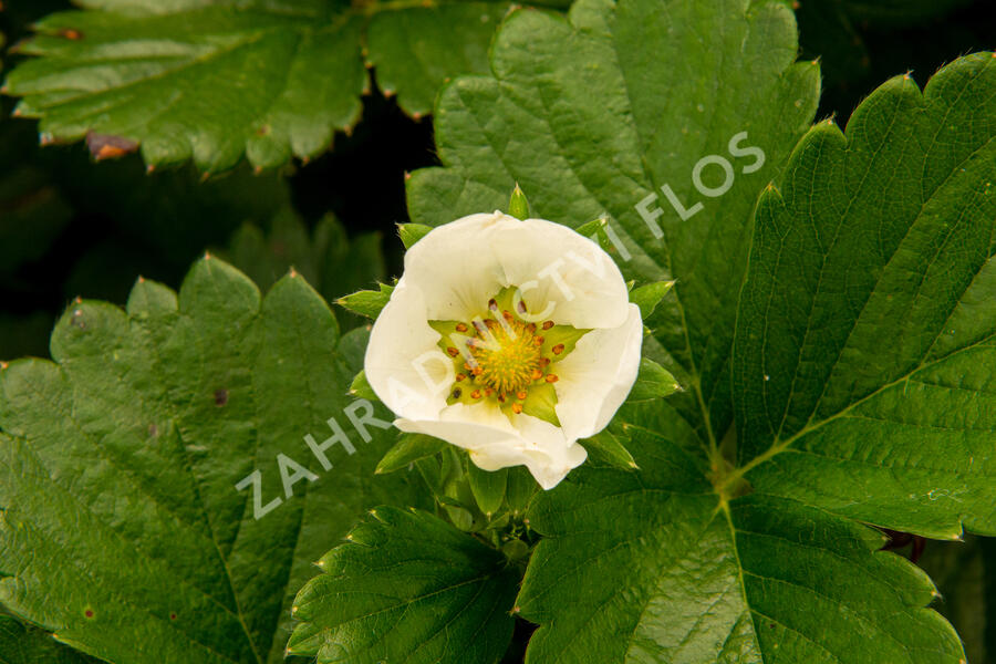 Jahodník stáleplodící 'Elan' F1 - Fragaria ananassa 'Elan' F1