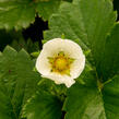 Jahodník stáleplodící 'Elan' F1 - Fragaria ananassa 'Elan' F1