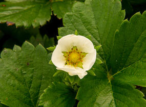 Jahodník stáleplodící 'Elan' F1 - Fragaria ananassa 'Elan' F1
